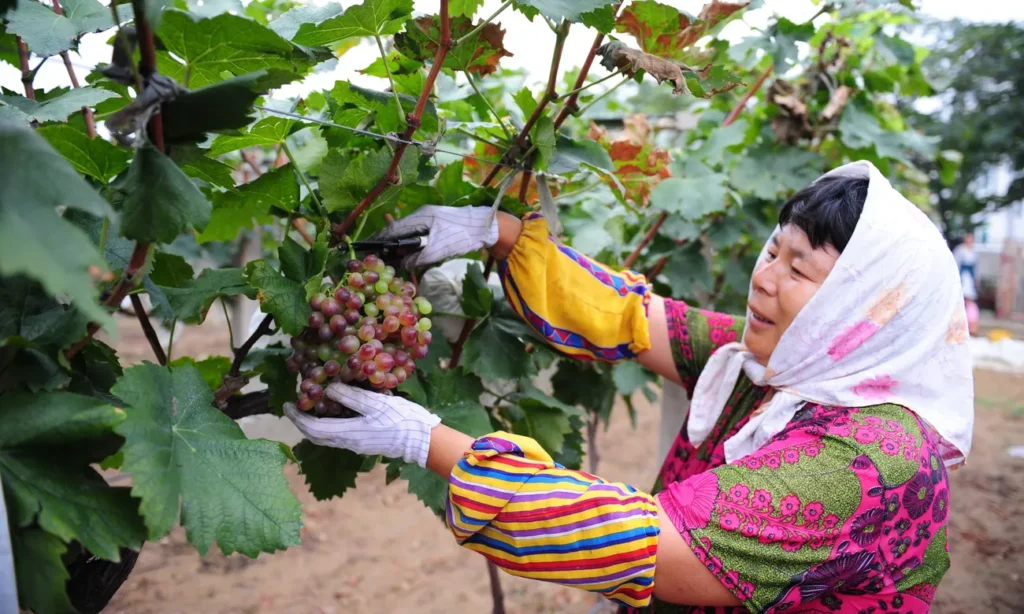 L’engouement de la Chine pour le vin