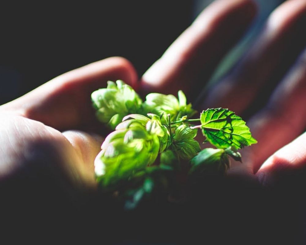 ingrédients de la bière