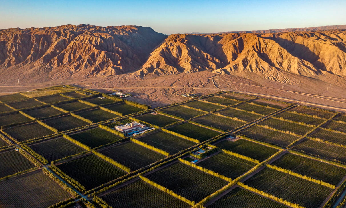 vins chinois de Xinjiang