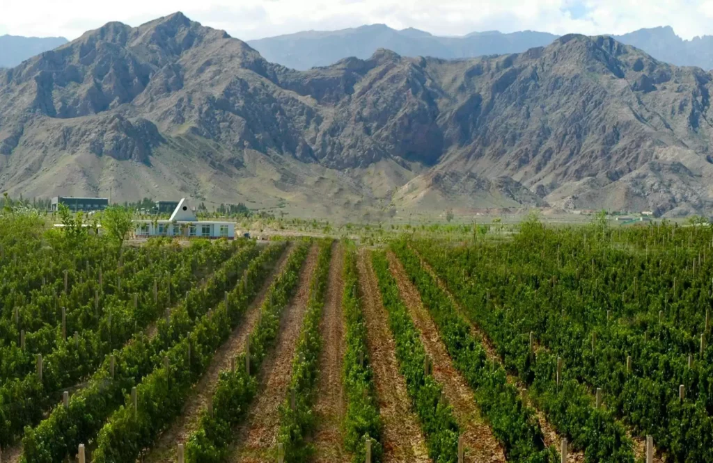 chinese wines from Ningxia