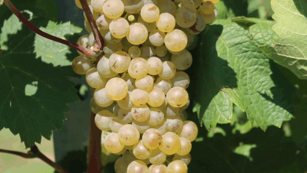 Prosecco main grape variety: Glera