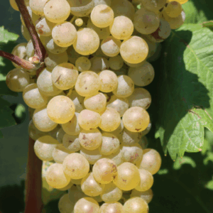 Les Vins Blancs