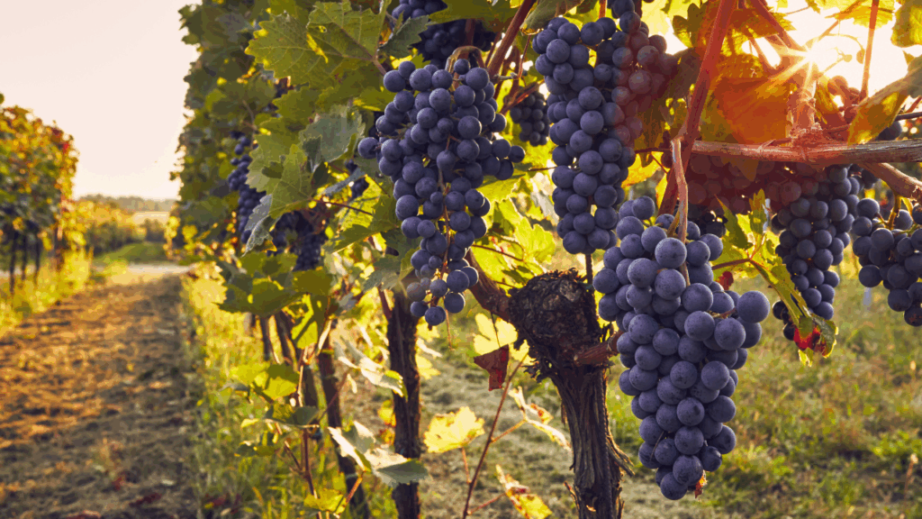 vieillissement du vin
