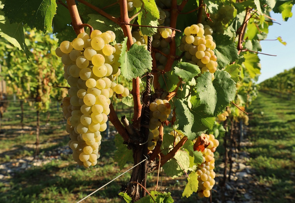 Ribolla Gialla grapes for orange wine