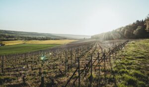 Les Vins de Provence - à Marseille