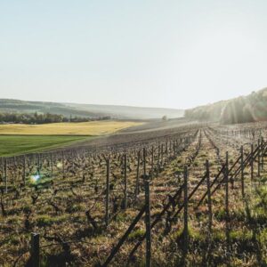 Les Vins de Provence - à Marseille