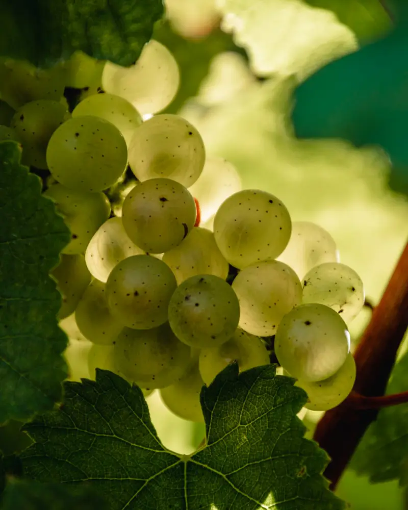 Chardonnay dans le Champagne