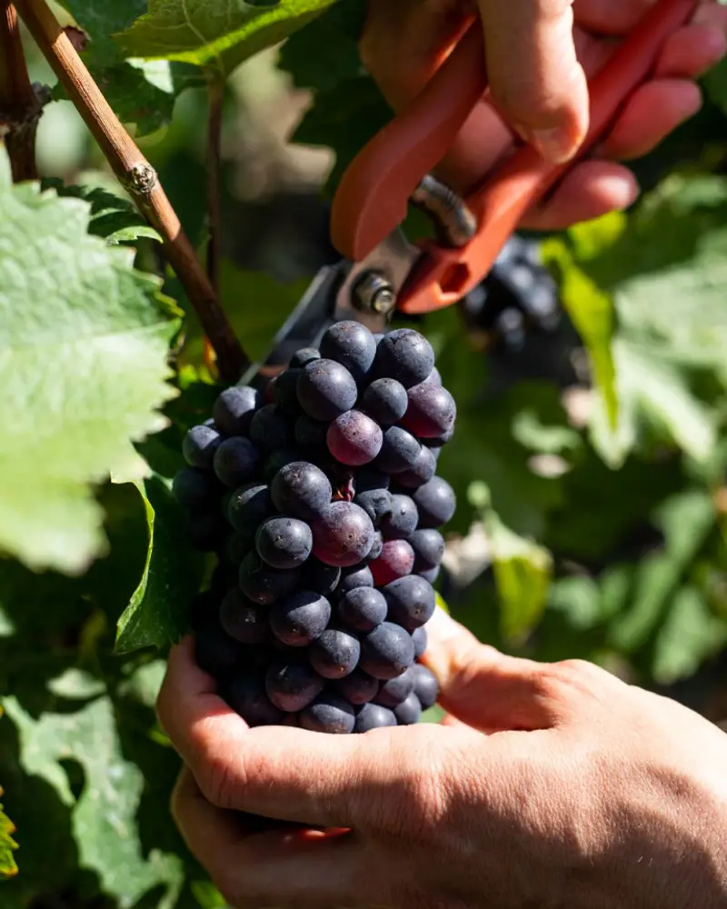 Pinot Noir dans le Champagne