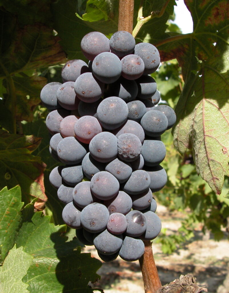 cépages des vins hongrois - kadarka