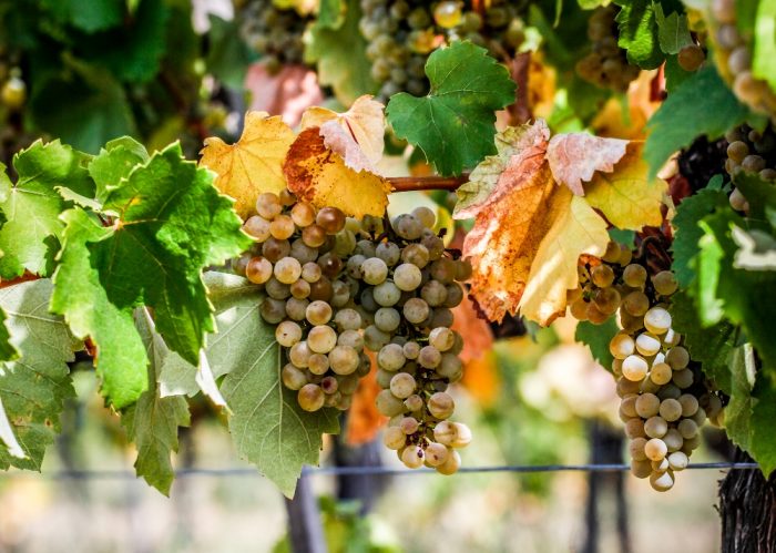 cépages des vins hongrois - furmint