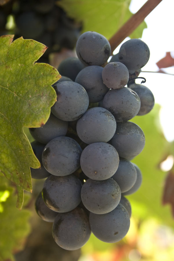 gamay, le cépage roi du Beaujolais