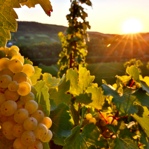 riesling