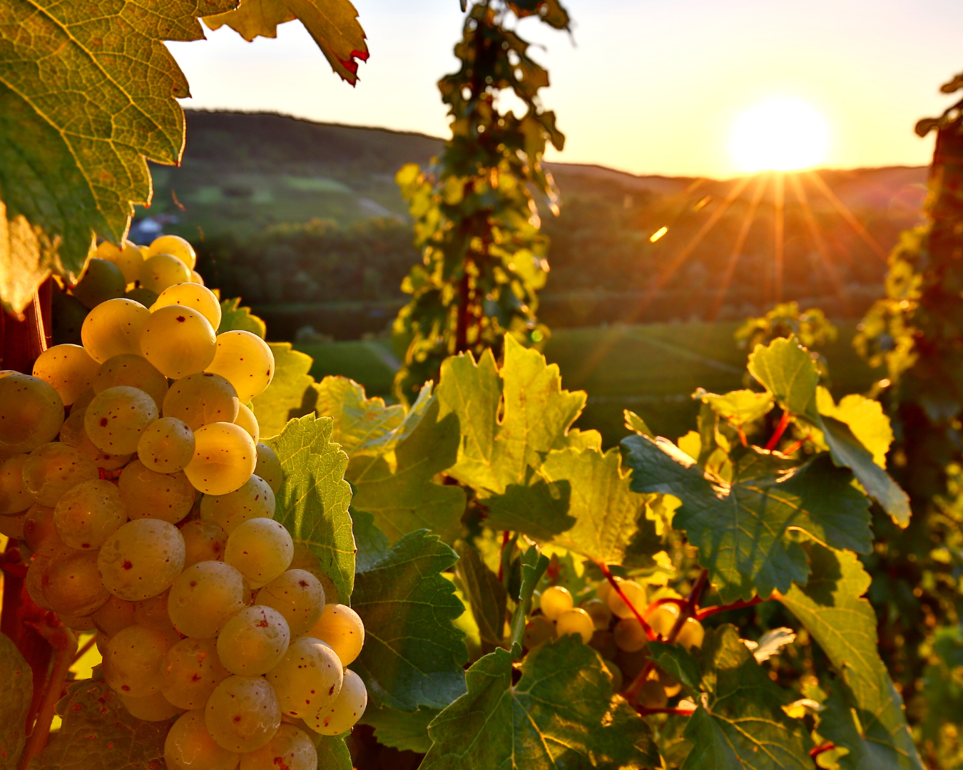 Discover the Soul of French Biodynamic Wines
