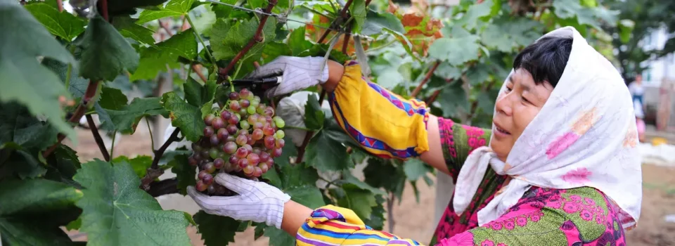 L’engouement de la Chine pour le vin