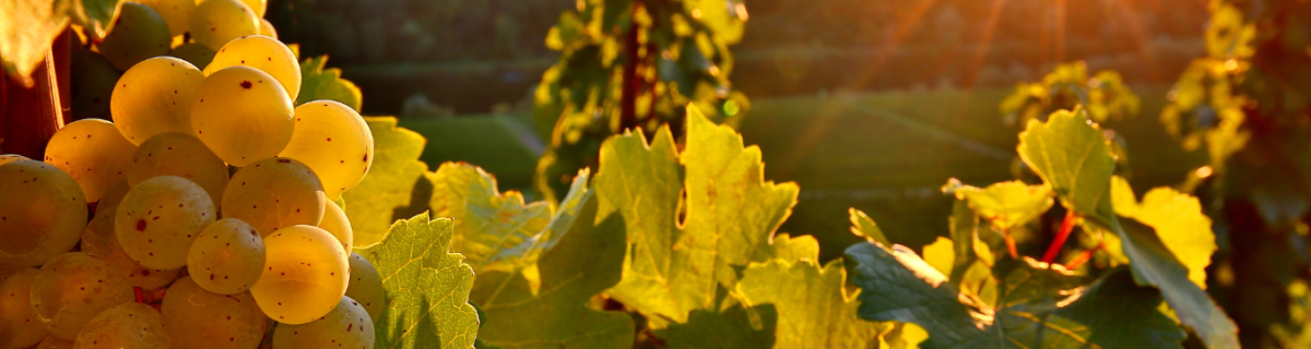 riesling