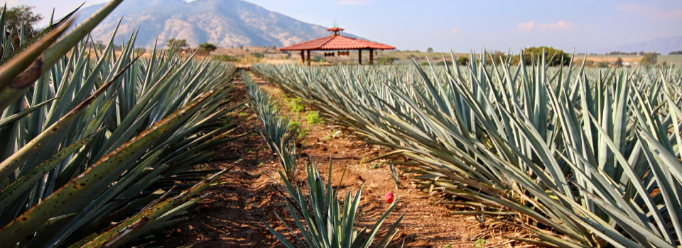 Design sans titre-35