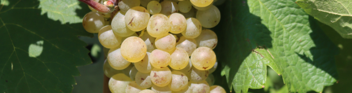 Cours oenologie Vins blancs Cours oenologie Vins blancs