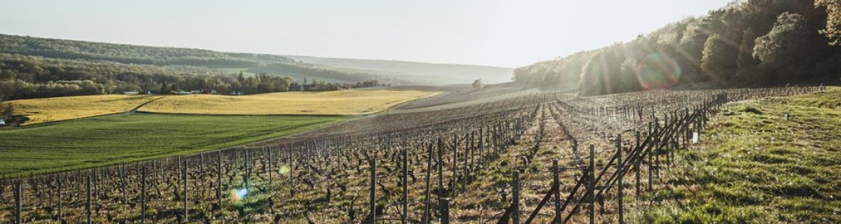 HGU_2020_Cave_Paysages_vignes_printemps2