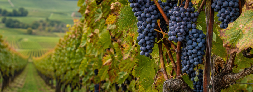burgundy pinot noir