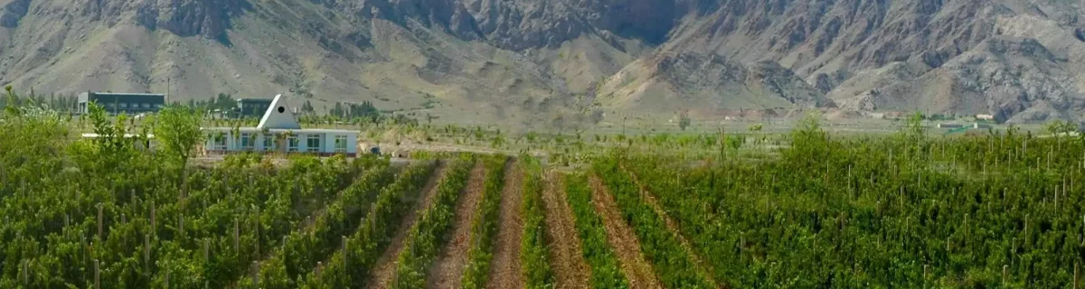 ningxia-vignes