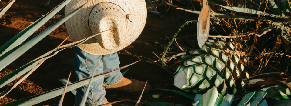 tequila harvest
